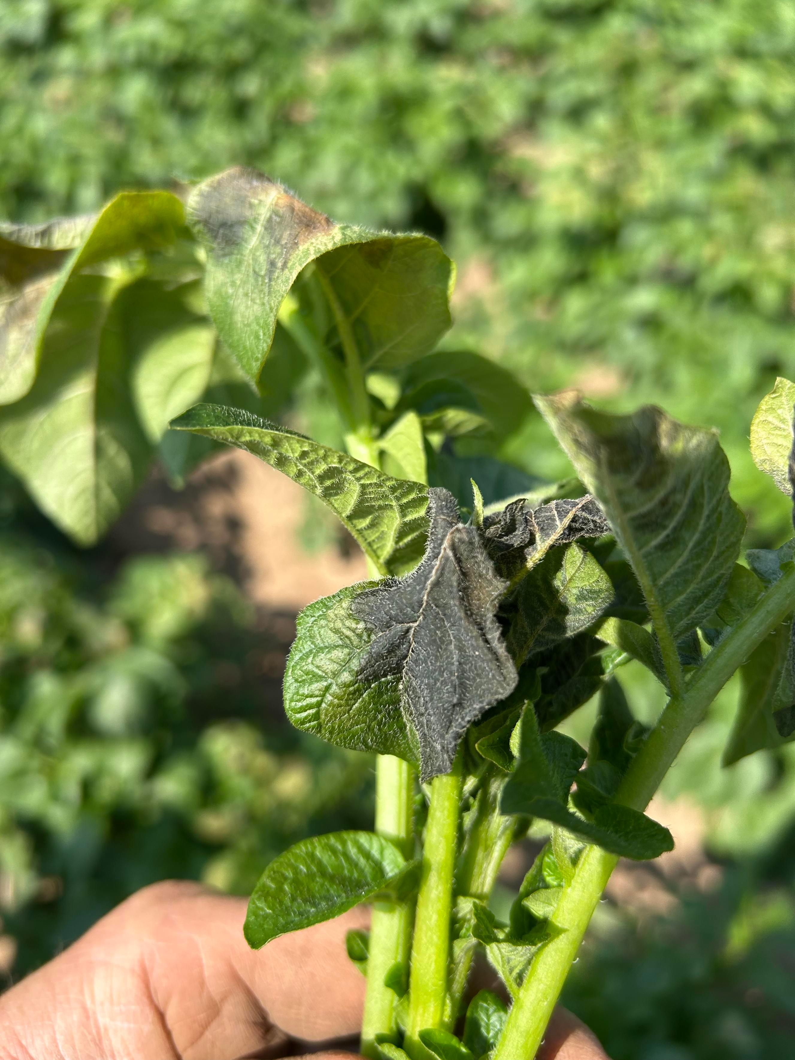 Frost damaged potatoes.jpeg